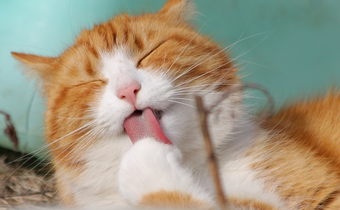 Cat grooming