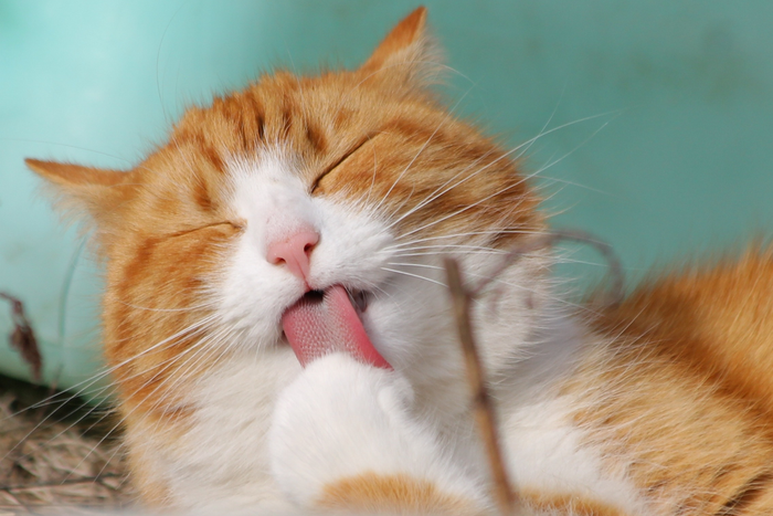 Cat grooming