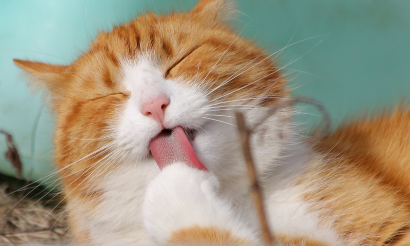Cat grooming