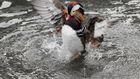 Mandarin duck Central Park