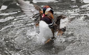 Mandarin duck Central Park