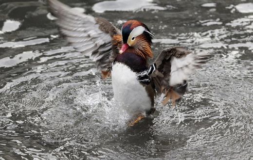 Mandarin duck Central Park