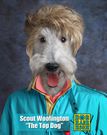 14 photos of Photoshopped dogs wearing outrageous '80s outfits that will make your day