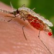 An Anopheles stephensi mosquito — a known vector of malaria — obtains blood from a human host through its pointed proboscis.Jim Gathany/CDC/Handout via Reuters