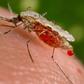 An Anopheles stephensi mosquito — a known vector of malaria — obtains blood from a human host through its pointed proboscis.Jim Gathany/CDC/Handout via Reuters