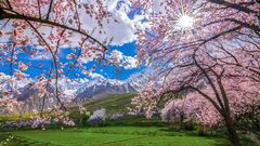 Cherry blossom in Skardu Pakistan