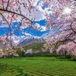Cherry blossom in Skardu Pakistan