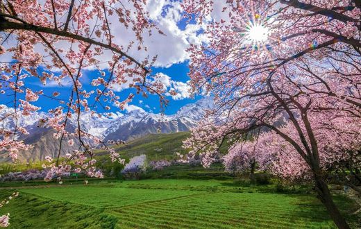 Cherry blossom in Skardu Pakistan