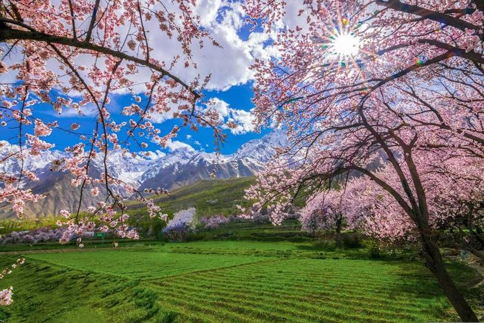 Cherry blossom in Skardu Pakistan