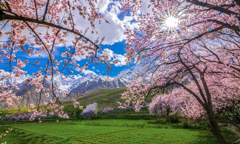 Cherry blossom in Skardu Pakistan