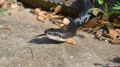 Snakes are fascinating creatures [National Wildlife Federation Blog]