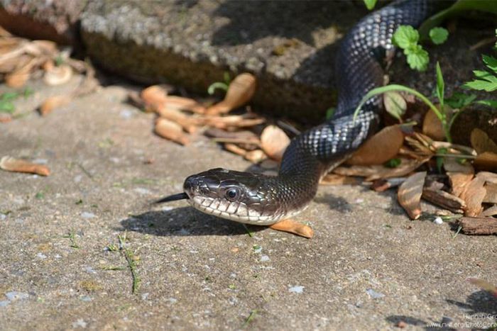 Snakes are fascinating creatures [National Wildlife Federation Blog]