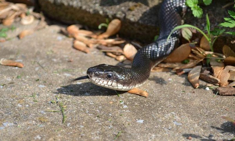 Snakes are fascinating creatures [National Wildlife Federation Blog]