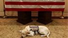 sully bush dog