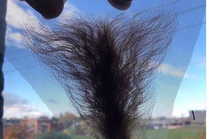 Frontal wigs for vaginas