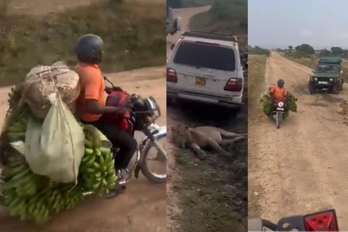 Netizens in shock as Okada rider carrying bunches bananas rides past lions safely