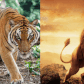Tigers vs Lions [treehugger/adobestock]