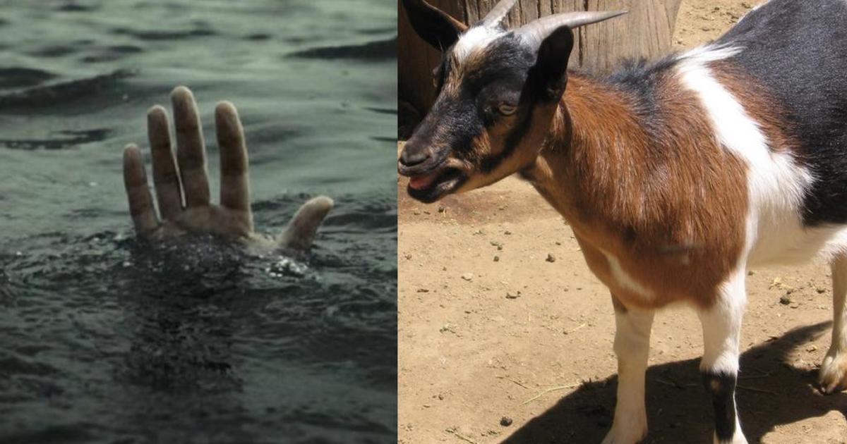 Ghanaian man drowns while rescuing neighbour’s drowning goat from deep ...