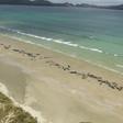 Some 145 pilot whales all died after they beached last weekend at Stewart Island, off the southern coast of the South Island