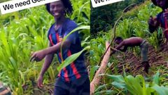 Galamseyers claim gold is more important than maize as they weed out farm