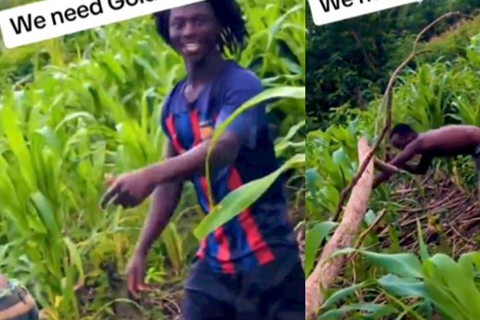 Galamseyers claim gold is more important than maize as they weed out farm