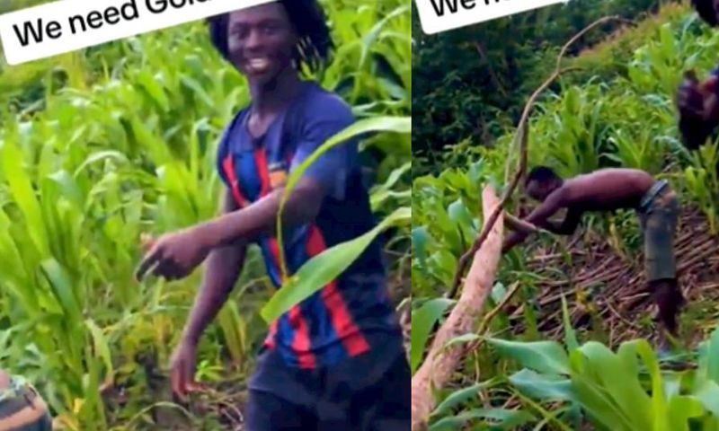 Galamseyers claim gold is more important than maize as they weed out farm