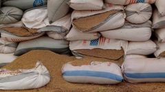 Bags of rice left to waste in Builsa