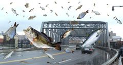 Animal rain [USAHerald]