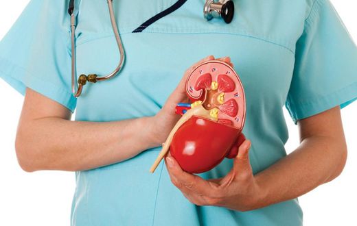 Kidney