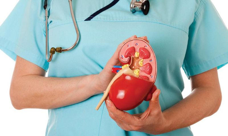Kidney