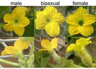 Flowers can be male, female, or both [SickVeg]