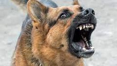 Stock photo: Barking wild dog