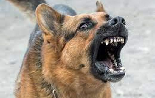 Stock photo: Barking wild dog