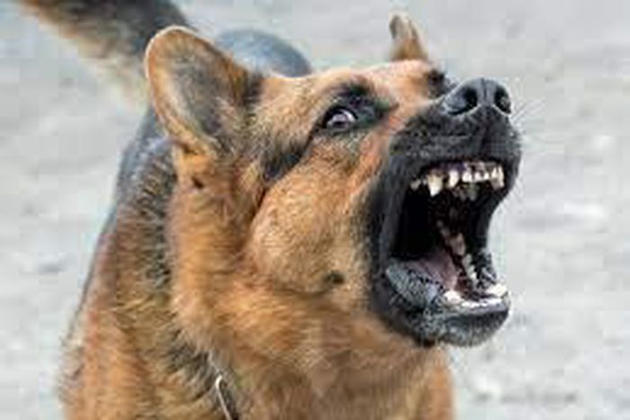Stock photo: Barking wild dog