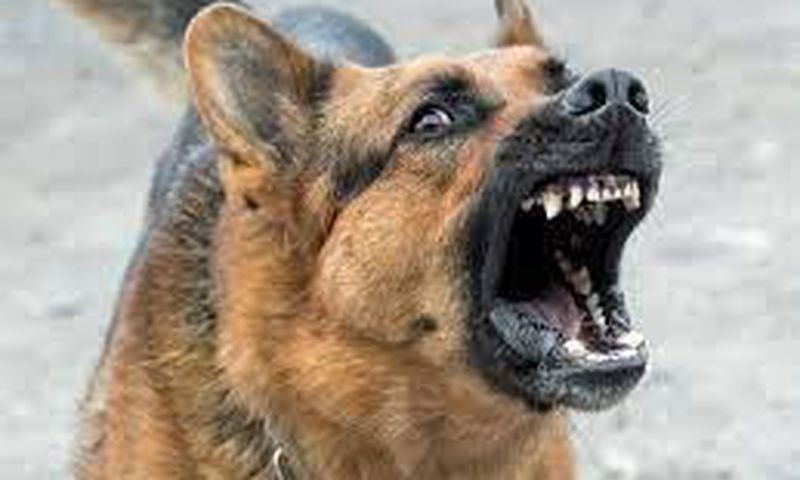 Stock photo: Barking wild dog