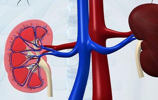 Kidney