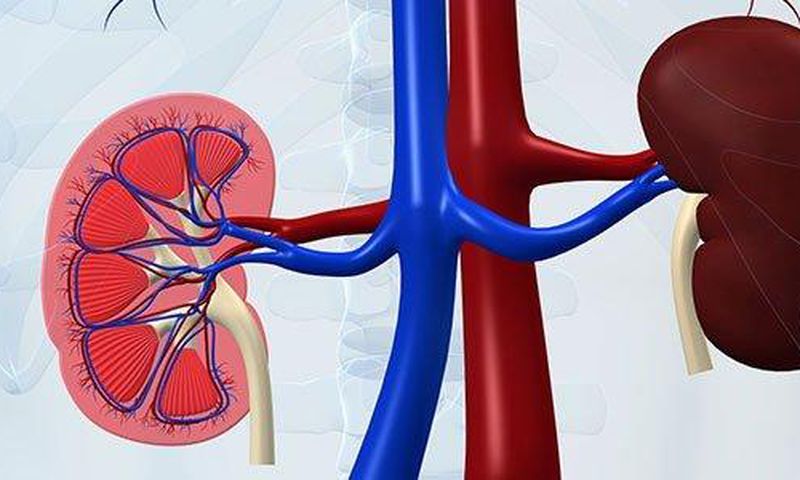 Kidney