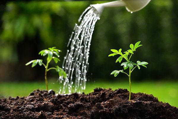 Pour water on the ground, not on the plant [Woodlands Water]