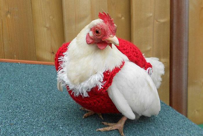 Chicken for Christmas [Bored Panda]