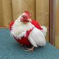 Chicken for Christmas [Bored Panda]