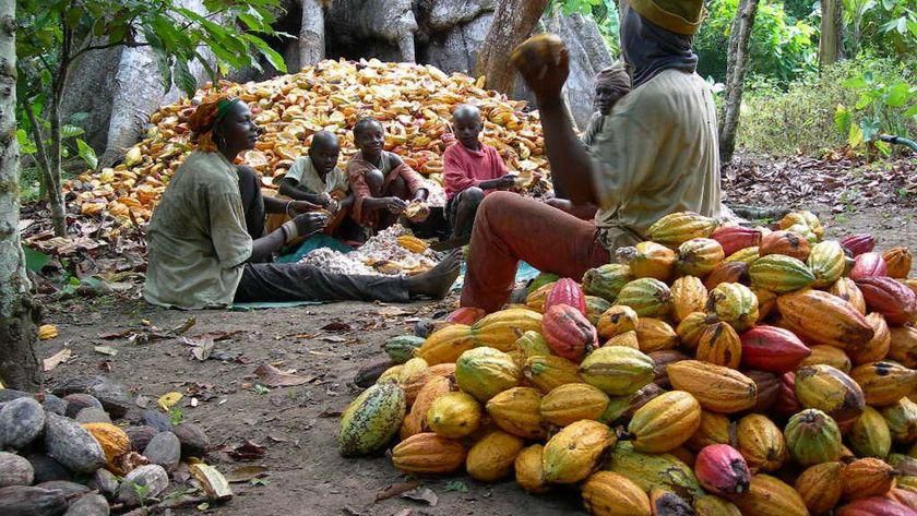 ___8937295___2018___10___4___15___cocoa-farming-processing-business-plan-in-nigeria