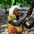 Cocoa farmers initial treatment grant raised to $192 (Ghc1000.00) per hectare