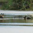 Gustave the crocodile [National Geographic/Martin Best]