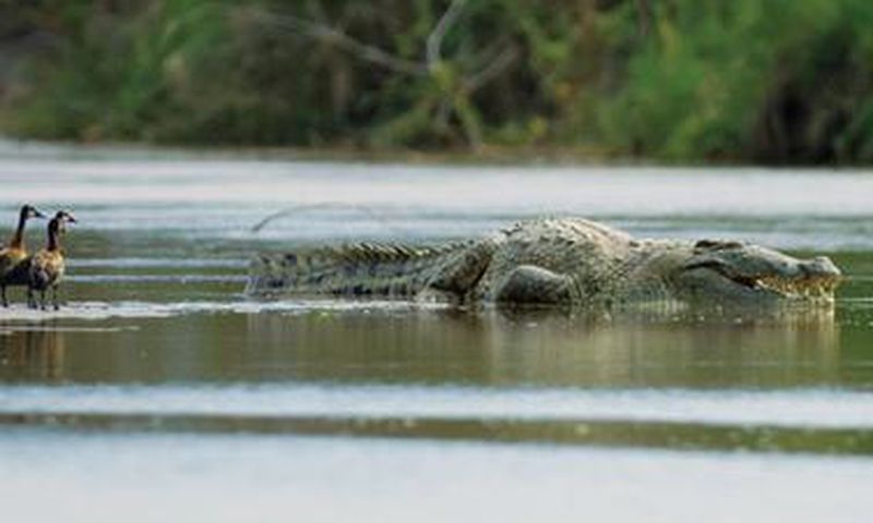 Gustave the crocodile [National Geographic/Martin Best]