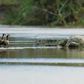 Gustave the crocodile [National Geographic/Martin Best]