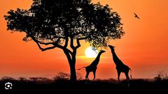 Facts about Africa