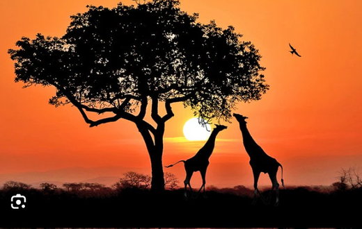 Facts about Africa