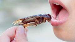 People eat cockroaches in many parts of the world [iStock]