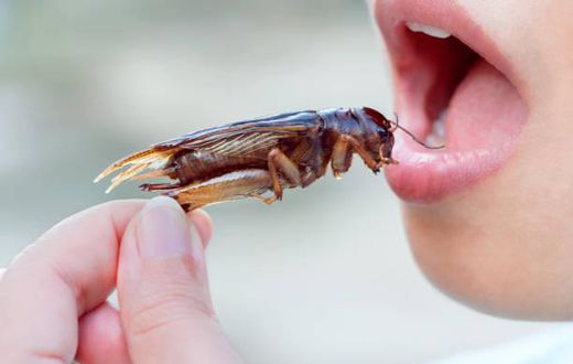 People eat cockroaches in many parts of the world [iStock]