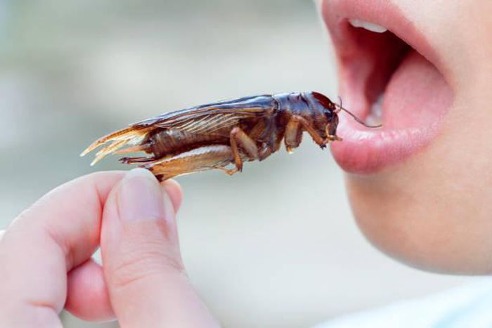 People eat cockroaches in many parts of the world [iStock]